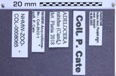 Etiketten zu Adelocera nitidus (Candèze 1857) (NHMW-ZOO-COL-0008065)